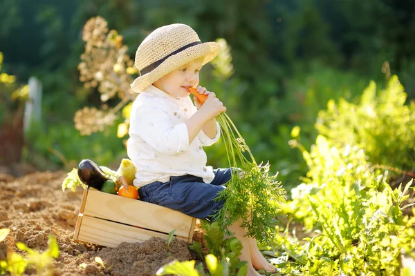 幸せな小さな男の子は 家族が農場の裏庭で有機栽培の野菜を収穫するのに役立ちます 子供は新鮮なニンジンを食べて楽しんでいます 健康的なベジタリアン料理 地元の仕事だ — ストック写真