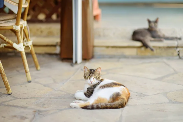 Gatos Salvajes Las Calles Ciudad Polis Chipre Los Gatos Son — Foto de Stock