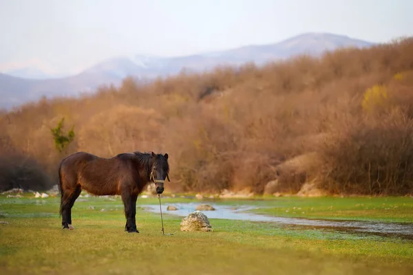 Cavallo Bruno Pascolo Lungo Fiume Una Pittoresca Valle Tra Montagne — Foto Stock