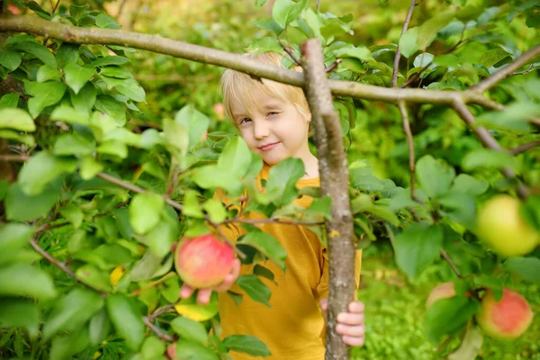 Little Boy Picking Fresh Organic Homegrown Apples Tree Orchard Harvesting — Foto de Stock