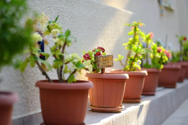 Urban Landscape Design Street Small Mediterranean Town Urban Landscaping — Stock Photo, Image