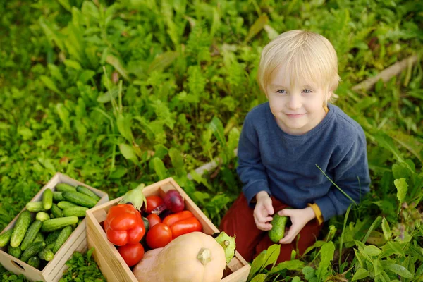 Happy Little Boy Helps Family Harvest Organic Homegrown Vegetables Backyard — Foto de Stock