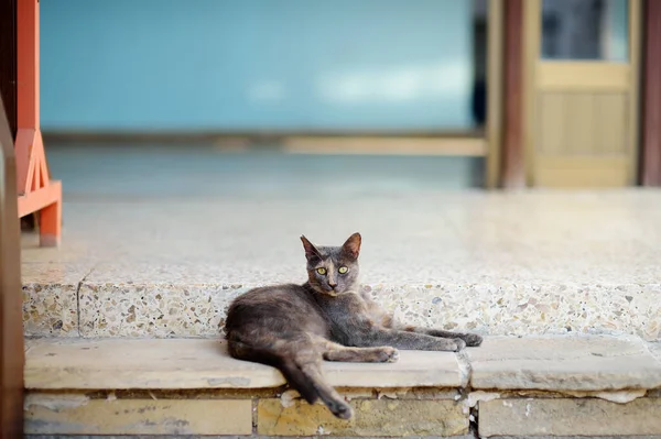 Άγρια Γάτα Στους Δρόμους Της Πόλης Πόλις Κύπρος Γάτες Είναι — Φωτογραφία Αρχείου