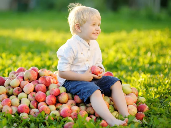 Küçük Tatlı Çocuk Büyük Bir Yığın Elmanın Üzerinde Oturuyor Bahçesinde — Stok fotoğraf