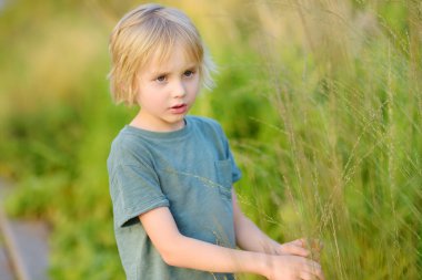 Yazın gün batımında tarlada yürüyen sevimli anaokulu çocuğu. Çocuk tatili kavramı.