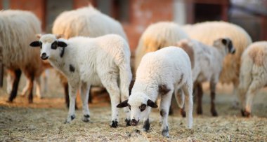 Çiftlikteki koyunların arka planında küçük kuzular. Yün üretimi. Biyo organik sağlıklı gıda üretimi. Çiftlik hayvanı yetiştirmek tarımın geleneksel bir yoludur. Hayvancılık..