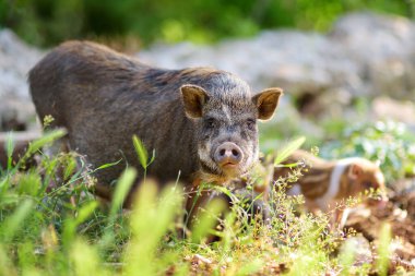 Büyük bir domuz, çiftliğin arka bahçesinde yeni doğmuş küçük domuzcuklarla göbekli bir domuz yavrusu yetiştirir. Çiftlik hayvanı yetiştirmek tarımın geleneksel bir yoludur. Hayvancılık.