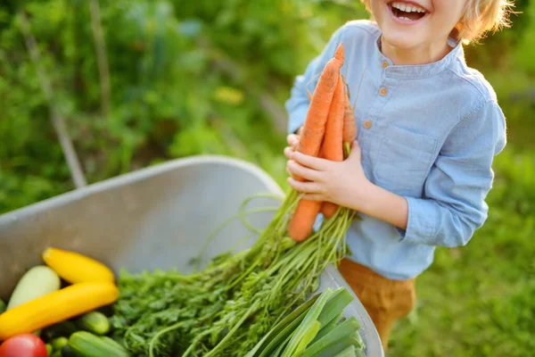 Niño Pequeño Ayuda Familia Cosechar Verduras Orgánicas Cosecha Propia Patio — Foto de Stock