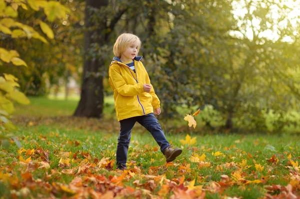 秋の晴れた日に森の中を散歩中の小さな男の子 子供はカエデの葉を蹴ります 自然の中でアクティブな家族の時間 小さな子供と一緒にハイキング メープルの葉の擦れ — ストック写真