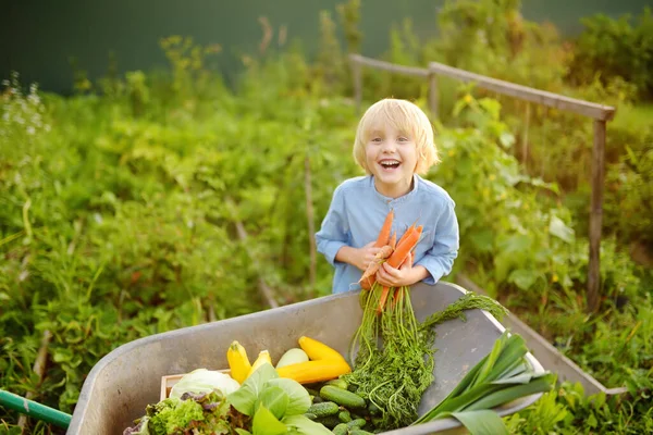 Küçük Çocuk Çiftliğin Arka Bahçesindeki Organik Sebze Hasadına Yardım Ediyor — Stok fotoğraf