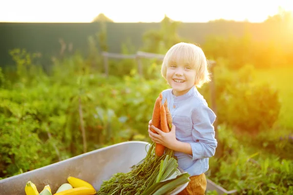 Malý Chlapec Pomáhá Rodině Sklízet Ekologickou Domácí Zeleninu Dvorku Farmy — Stock fotografie