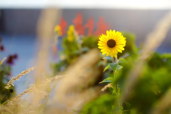 Lit Fleurs Avec Des Plantes Sauvages Dans Parc Urbain Tendance — Photo