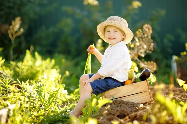 Gelukkige Kleine Jongen Helpt Familie Biologische Groenten Oogsten Achtertuin Van — Stockfoto