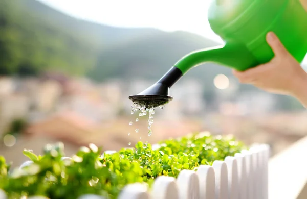 Little Boy Watering Self Grown Microgreens Plants Box Balcony Sunny — Stock Photo, Image