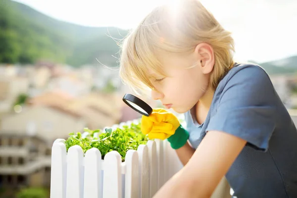 Lindo Niño Preescolar Está Creciendo Plantas Microverdes Una Caja Balcón —  Fotos de Stock