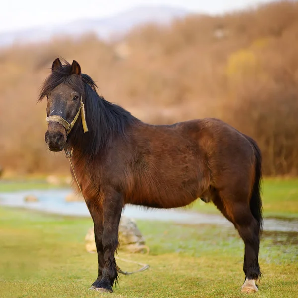 Καφέ Άλογο Ένα Βοσκότοπο Δίπλα Στο Ποτάμι Μια Γραφική Κοιλάδα — Φωτογραφία Αρχείου