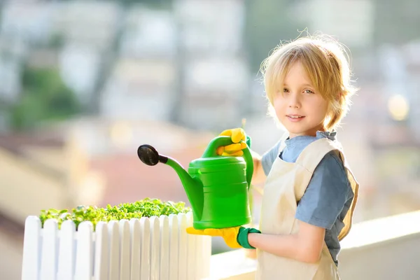 Słodki Chłopiec Podlewa Samorośli Mikrozielone Rośliny Pudełku Balkonie Słoneczny Letni — Zdjęcie stockowe