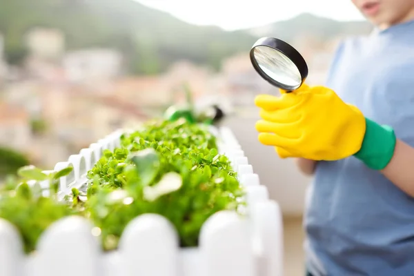 Lindo Niño Preescolar Está Creciendo Plantas Microverdes Una Caja Balcón —  Fotos de Stock