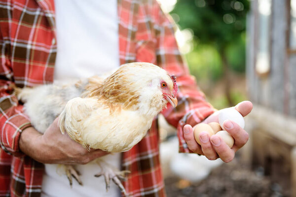 Farmer collecting fresh organic eggs on chicken farm. Floor cage free chickens is trend of modern poultry farming. Small local business.