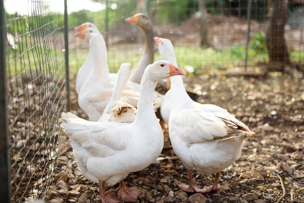 Geese Walking Farm Coop Floor Cage Free Birds Trend Modern — Stock Photo, Image