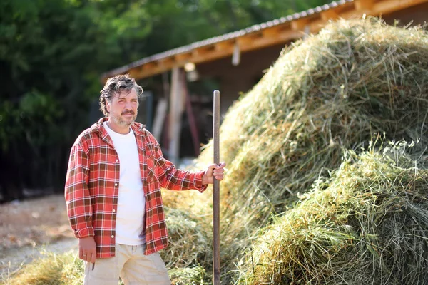 Handsome mature farmer turns the hay with apitchfork on the backyard of farm. Growing livestock is a traditional direction of agriculture. Animal husbandry