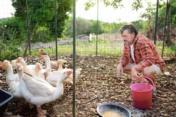 Mature age farmer feeding geese from bio organic food in the farm chicken coop. Floor cage free birds is trend of modern poultry farming. Small local business.