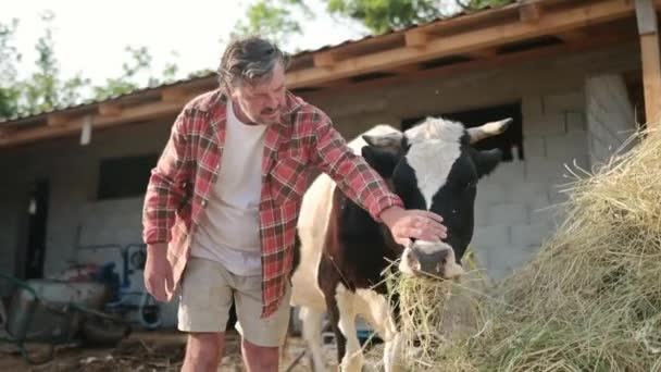 Pohledný Dospělý Farmář Mazlíček Stará Krávy Dvorku Mléčné Farmy Pěstování — Stock video