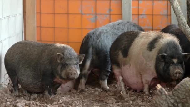 大きな豚は小さな農場で豚小屋に種を蒔きます 畜産業は伝統的な農業の方向性である 畜産業 — ストック動画