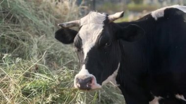 Süt çiftliğinde taze organik saman çiğneyen bir ineğin videosunu kapat. Çiftlik hayvanları yetiştirmek tarımın geleneksel bir yoludur..