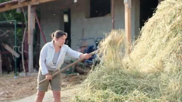 Dospělé Farmářka Otočí Seno Pro Krávy Vidlemi Dvorku Farmy Pěstování — Stock video