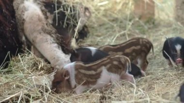Küçük domuzcukların göbekli ve tarımsal çiftliğin arka bahçesinde köpek yetiştirdiği komik bir an. Çiftlik hayvanı yetiştirmek tarımın geleneksel bir yoludur. Çiftlikteki hayvanlarla hoş bir sahne.