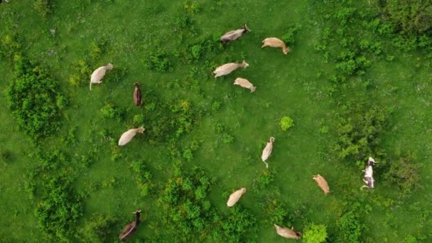 在欧洲的天然牧场上放养奶牛的空中景观 奶牛场饲养牲畜 畜牧业 — 图库视频影像