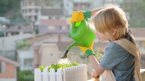 귀여운 소년은 여름날 발코니에 상자에 스스로 야채를 돌보고 창가나 발코니에 — 비디오