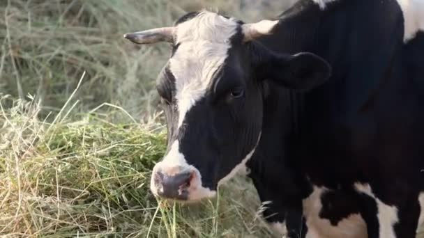 酪農場で新鮮な有機干し草を噛む牛のビデオを閉じます 畜産業は伝統的な農業の方向性である — ストック動画