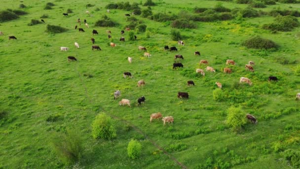 Vista Aérea Vacas Pasto Livre Uma Pastagem Natural Uma Europa — Vídeo de Stock