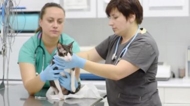 Veteriner kliniğindeki randevu sırasında bir kediyi muayene eden iki veteriner. Hayvan sağlığı.
