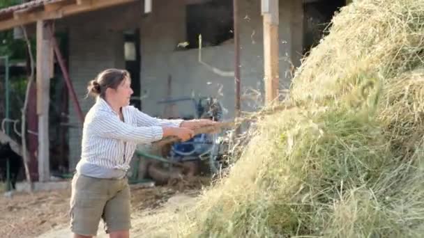 Volwassen Vrouwelijke Boer Draait Het Hooi Voor Koe Met Hooivork — Stockvideo