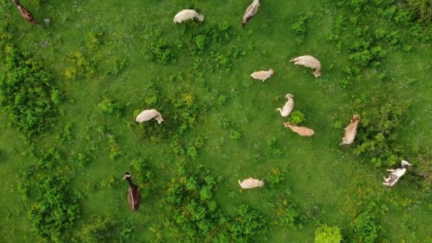 Vista Aérea Vacas Pasto Livre Uma Pastagem Natural Uma Europa — Vídeo de Stock