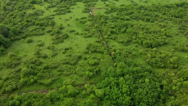드론으로아름다운 초원에 관개수 바라본다 식물은 수확을 기후에 나라에서 가축을 기르는데 — 비디오