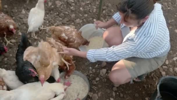 Las Agricultoras Alimentan Los Pollos Con Alimentos Biológicos Gallinero Granja — Vídeo de stock
