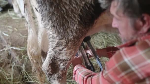 Hermoso Granjero Maduro Está Utilizando Instalación Ordeño Para Vacas Propia — Vídeos de Stock