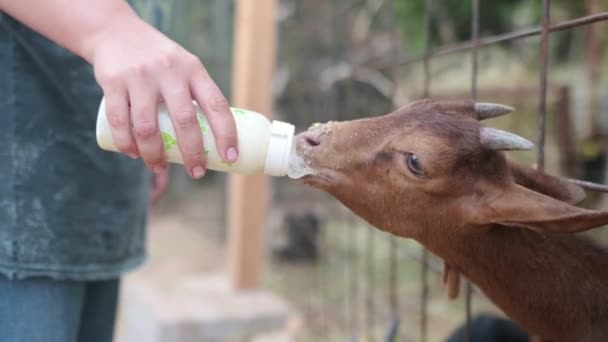 Ein Bauer Füttert Eine Junge Ziege Mit Milch Aus Einer — Stockvideo