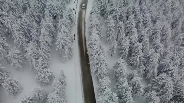 Letecký Pohled Zasněžený Jehličnatý Les Pouštní Silnici Vysoko Horách Silný — Stock video