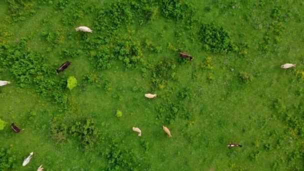 Vista Aérea Vacas Pastoreio Livre Uma Pastagem Natural Uma Europa — Vídeo de Stock