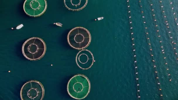 Luchtfoto Drone Uitzicht Vis Oesterteelt Het Heldere Water Van Zee — Stockvideo