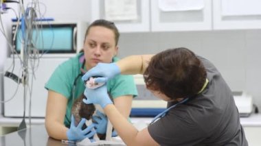 Veteriner kliniğindeki randevu sırasında bir kediyi muayene eden iki veteriner. Hayvan sağlığı.