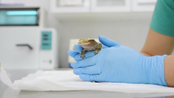 Veterinarian Examines Gecko Veterinary Clinic Exotic Animals Squamata Reptile Lizards — Vídeo de Stock