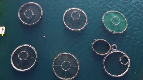Luftaufnahme Der Fischzucht Aus Der Vogelperspektive Klaren Wasser Des Meeres — Stockvideo