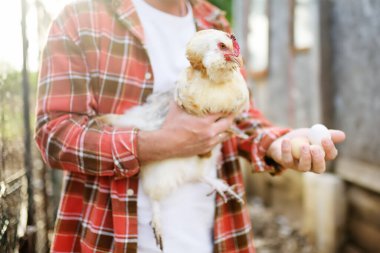 Çiftçi tavuk çiftliğinde taze organik yumurta topluyor. Zemin kafesi olmayan tavuklar modern kümes hayvanlarının trendleridir. Küçük yerel işletme.