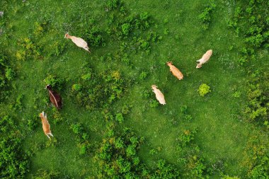 Avrupa 'da doğal bir otlakta otlayan ineklerin hava manzarası. Süt çiftliği. Çiftlik hayvanları yetiştiriyorum. Hayvancılık..